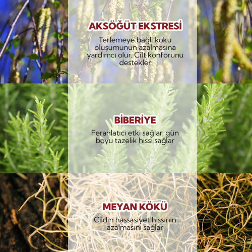 Alls Biocosmetics Organik Prebiyotik Roll on Deodorant 75 ml - Erkekler İçin - 4