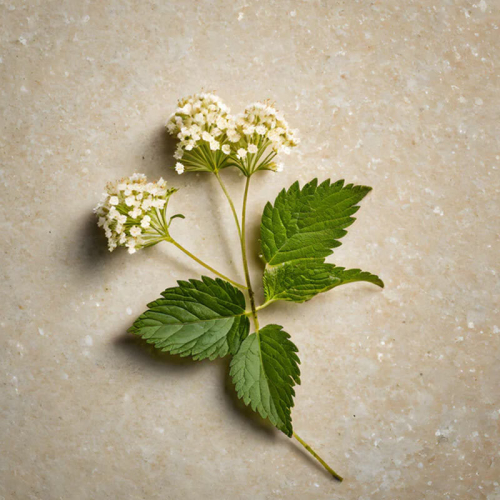 Lazartigue Lazartigue Absolue Colour Saç Boyası 3.00 Dark Brown - 3