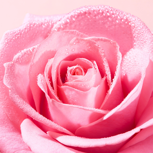 Nuxe Very Rose Hassas Temizleme Yağı 150 ml - 4