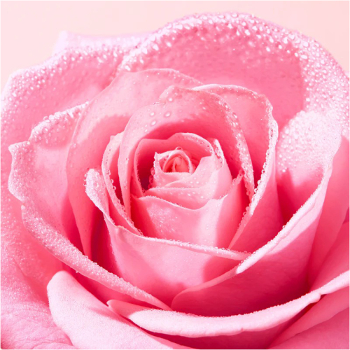 Nuxe Very Rose Soothing Shower Gel Duş Jeli 750 ml - 2