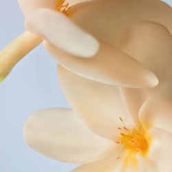 Yves Rocher Monoi Parfümlü Vücut Spreyi 125 ml - 8