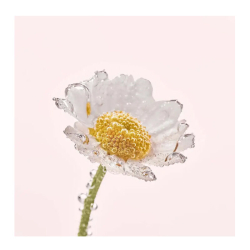 Yves Rocher Pure Camomile Yüz Temizleme Sütü 200 ml - 4